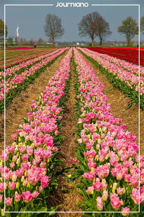 Tulip Fields in Germany .